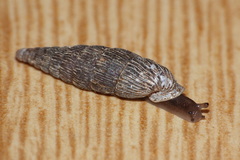 Macrogastra attenuata