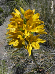 Chloraea nudilabia