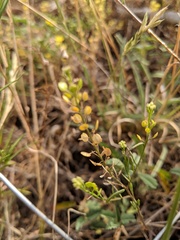 Lepidium austrinum