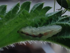 Syrphidae