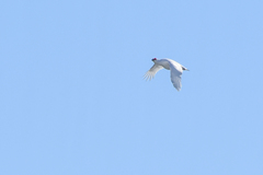 Lagopus muta hyperborea