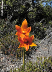 Chloraea nudilabia