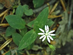 Stellaria corei