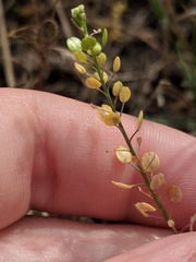 Lepidium austrinum