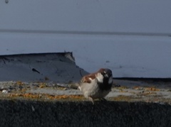 Passer domesticus