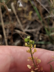 Lepidium austrinum