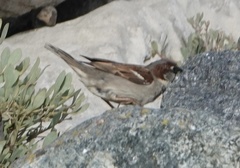 Passer domesticus