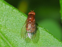 Physoclypeus coquilletti
