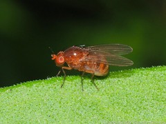 Physoclypeus coquilletti