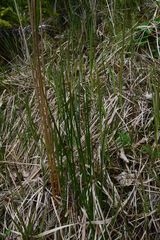 Juncus arcticus