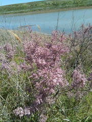 Tamarix laxa