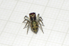 Sidusa angulitarsis