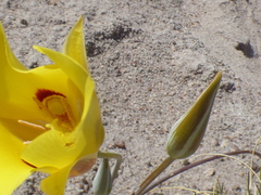 Calochortus aureus