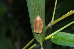 Adoxophyes dubia