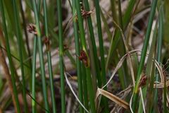 Juncus arcticus