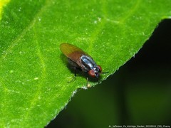 Steganolauxania trivittata