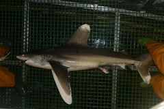 Carcharhinus longimanus
