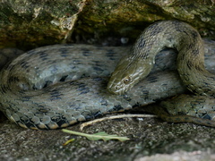 Natrix tessellata