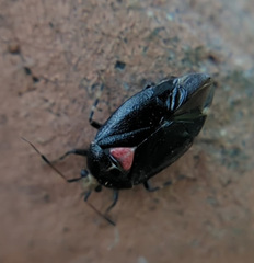 Deraeocoris sayi