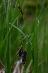 Carex pluriflora