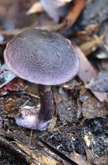 Cortinarius kioloensis