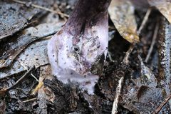 Cortinarius kioloensis