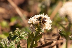 Petasites frigidus