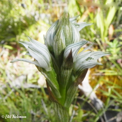 Chloraea philippii