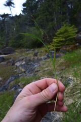 Carex pluriflora