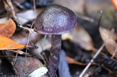 Cortinarius kioloensis