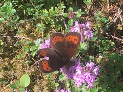Erebia euryale