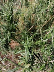 Teucrium creticum