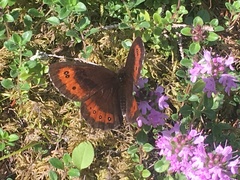 Erebia euryale