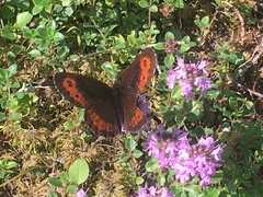 Erebia euryale