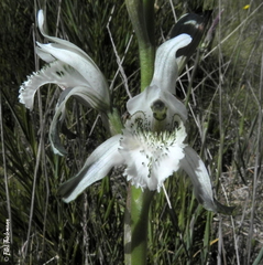 Chloraea piquichen