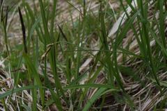 Carex glareosa
