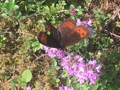 Erebia euryale