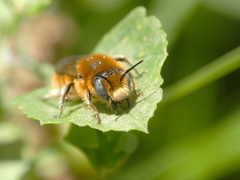 Anthocopa
