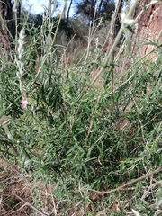 Teucrium creticum