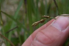Carex glareosa