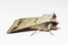 Pantydia sparsa