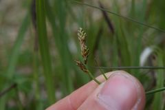 Carex glareosa