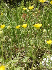Ranunculus psilostachys