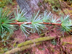 Larix kaempferi