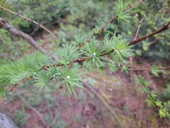 Larix kaempferi