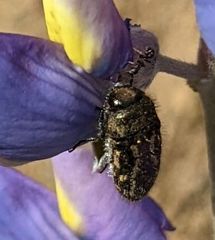 Acmaeodera retifera