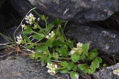 Cochlearia groenlandica