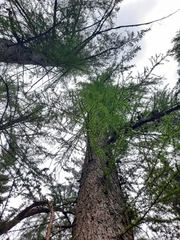 Larix kaempferi