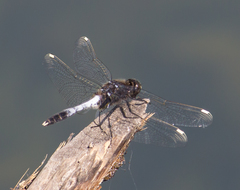 Leucorrhinia caudalis