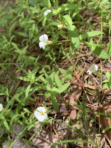 Sticky hedgehyssop (Gratiola brevifolia)